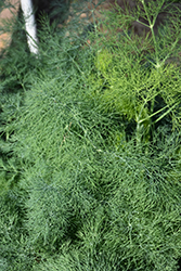 Fernleaf Dill (Anethum graveolens 'Fernleaf') at The Green Spot Home & Garden