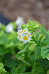 Kauai Lemon Drop Torenia (Torenia 'PAS786694') at The Green Spot Home & Garden