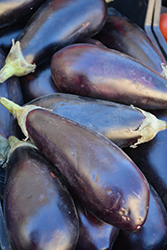 Black Beauty Eggplant (Solanum melongena 'Black Beauty') at The Green Spot Home & Garden