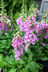 Dalmatian Rose Foxglove (Digitalis purpurea 'Dalmatian Rose') at The Green Spot Home & Garden