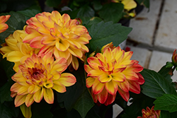 Hypnotica Tequila Sunrise Dahlia (Dahlia 'Hypnotica Tequila Sunrise') at The Green Spot Home & Garden