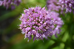 Millenium Ornamental Onion (Allium 'Millenium') at The Green Spot Home & Garden