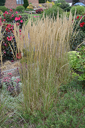 El Dorado Feather Reed Grass (Calamagrostis x acutiflora 'El Dorado') at The Green Spot Home & Garden