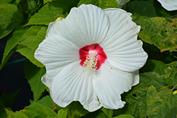 Luna White Hibiscus (Hibiscus moscheutos 'Luna White') at The Green Spot Home & Garden