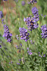 Ellagance Purple Lavender (Lavandula angustifolia 'Ellagance Purple') at The Green Spot Home & Garden