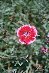 EverLast Raspberry Cream Pinks (Dianthus 'EverLast Raspberry Cream') at The Green Spot Home & Garden