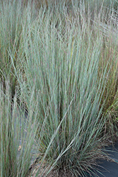 Prairie Blues Bluestem (Schizachyrium scoparium 'Prairie Blues') at The Green Spot Home & Garden