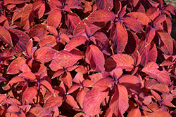 Wizard Sunset Coleus (Solenostemon scutellarioides 'Wizard Sunset') at The Green Spot Home & Garden