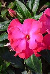 Roller Coaster Hot Pink Impatiens (Impatiens 'Roller Coaster Hot Pink') at The Green Spot Home & Garden