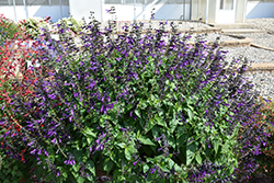 Purple & Bloom Sage (Salvia guaranitica 'Purple & Bloom') at The Green Spot Home & Garden