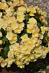 Solenia Yellow Begonia (Begonia x hiemalis 'Solenia Yellow') at The Green Spot Home & Garden