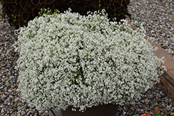 Diamond Snow Euphorbia (Euphorbia 'INCHADIACL') at The Green Spot Home & Garden