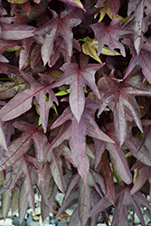 Sweet Caroline Red Hawk Sweet Potato Vine (Ipomoea batatas 'NCORNSP-026SCRH') at The Green Spot Home & Garden