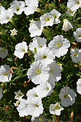 Supertunia Vista Snowdrift Petunia (Petunia 'BBTUN04401') at The Green Spot Home & Garden