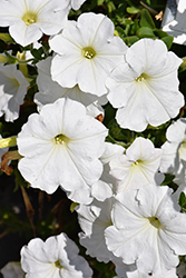 Easy Wave White Petunia (Petunia 'Easy Wave White') at The Green Spot Home & Garden