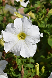Dreams White Petunia (Petunia 'Dreams White') at The Green Spot Home & Garden