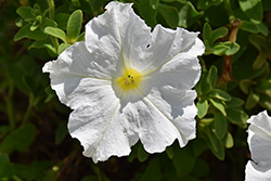 Pretty Flora White Petunia (Petunia 'Pretty Flora White') at The Green Spot Home & Garden