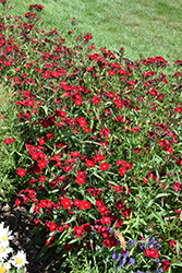 Rockin' Red Pinks (Dianthus 'PAS1141436') at The Green Spot Home & Garden