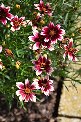 Satin & Lace Berry Chiffon Tickseed (Coreopsis 'Berry Chiffon') at The Green Spot Home & Garden
