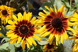 Denver Daisy Coneflower (Rudbeckia hirta 'Denver Daisy') at The Green Spot Home & Garden