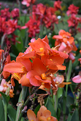 Cannova Orange Shades Canna (Canna 'Cannova Orange Shades') at The Green Spot Home & Garden