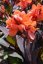 Cannova Bronze Orange Canna (Canna 'Cannova Bronze Orange') at The Green Spot Home & Garden