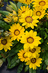 New Day Yellow Gazania (Gazania 'PAS1346162') at The Green Spot Home & Garden