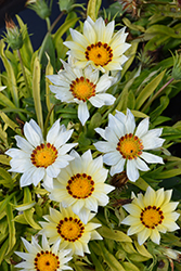 New Day White Gazania (Gazania 'PAS883194') at The Green Spot Home & Garden