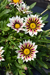 New Day Rose Stripe Gazania (Gazania 'PAS883192') at The Green Spot Home & Garden