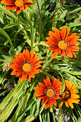 New Day Bronze Shades Gazania (Gazania 'PAS883182') at The Green Spot Home & Garden