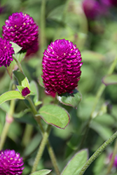 Ping Pong Purple Globe Amaranth (Gomphrena globosa 'Ping Pong Purple') at The Green Spot Home & Garden