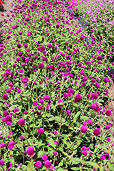 Ping Pong Purple Globe Amaranth (Gomphrena globosa 'Ping Pong Purple') at The Green Spot Home & Garden