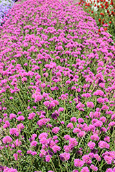 Truffula Pink Gomphrena (Gomphrena 'PAST0517E') at The Green Spot Home & Garden