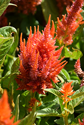 Fresh Look Orange Celosia (Celosia 'Fresh Look Orange') at The Green Spot Home & Garden