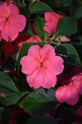 Beacon Coral Impatiens (Impatiens walleriana 'PAS1413664') at The Green Spot Home & Garden