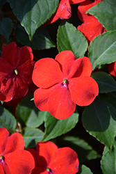 Beacon Bright Red Impatiens (Impatiens walleriana 'PAS1413665') at The Green Spot Home & Garden