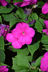 Beacon Violet Shades Impatiens (Impatiens walleriana 'PAS1357834') at The Green Spot Home & Garden