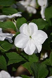 Beacon White Impatiens (Impatiens walleriana 'PAS1357832') at The Green Spot Home & Garden