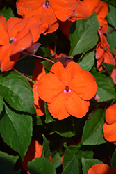 Beacon Orange Impatiens (Impatiens walleriana 'PAS1377331') at The Green Spot Home & Garden