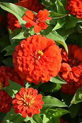 Zesty Scarlet Zinnia (Zinnia elegans 'Zesty Scarlet') at The Green Spot Home & Garden