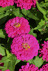 Zesty Fuchsia Zinnia (Zinnia elegans 'Zesty Fuchsia') at The Green Spot Home & Garden