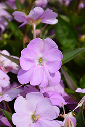 SunPatiens Vigorous Orchid Impatiens (Impatiens 'SAKIMP053') at The Green Spot Home & Garden