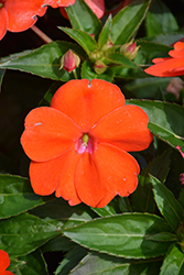 SunPatiens Vigorous Orange New Guinea Impatiens (Impatiens 'SAKIMP056') at The Green Spot Home & Garden