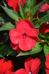 SunPatiens Vigorous Red Impatiens (Impatiens 'SAKIMP048') at The Green Spot Home & Garden