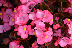 Cocktail Tequila Begonia (Begonia 'Cocktail Tequila') at The Green Spot Home & Garden