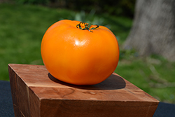 Jubilee Tomato (Solanum lycopersicum 'Jubilee') at The Green Spot Home & Garden