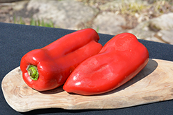 Gypsy Sweet Pepper (Capsicum annuum 'Gypsy') at The Green Spot Home & Garden