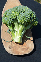 Packman Broccoli (Brassica oleracea var. italica 'Packman') at The Green Spot Home & Garden