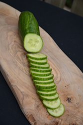 Sweet Success Cucumber (Cucumis sativus 'Sweet Success') at The Green Spot Home & Garden