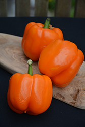 Orange Blaze Pepper (Capsicum annuum 'Orange Blaze') at The Green Spot Home & Garden